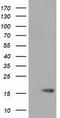 Tetratricopeptide Repeat Domain 32 antibody, LS-C115335, Lifespan Biosciences, Western Blot image 