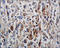 Phosphotyrosine antibody, 251126, Abbiotec, Immunohistochemistry paraffin image 