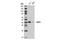 ELL Associated Factor 2 antibody, 14159S, Cell Signaling Technology, Western Blot image 