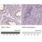 Testis Specific Serine Kinase Substrate antibody, NBP1-92539, Novus Biologicals, Immunohistochemistry paraffin image 