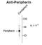 Peripherin antibody, 50-259, ProSci, Western Blot image 