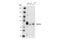PHD Finger Protein 19 antibody, 77271S, Cell Signaling Technology, Western Blot image 