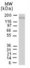 NLR Family Pyrin Domain Containing 1 antibody, NB100-56147, Novus Biologicals, Western Blot image 
