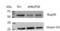 Nucleoporin 50 antibody, NB100-93324, Novus Biologicals, Western Blot image 