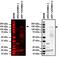 Lysine Demethylase 6A antibody, PA5-31828, Invitrogen Antibodies, Western Blot image 