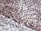 Homeobox C11 antibody, NBP2-00499, Novus Biologicals, Immunohistochemistry paraffin image 