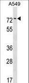 Zinc Finger Protein 875 antibody, LS-C159840, Lifespan Biosciences, Western Blot image 