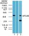 Autophagy Related 4B Cysteine Peptidase antibody, NBP2-24709, Novus Biologicals, Western Blot image 