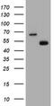 CD4 antibody, TA800545S, Origene, Western Blot image 