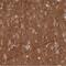Rho GDP Dissociation Inhibitor Alpha antibody, NBP2-14041, Novus Biologicals, Immunohistochemistry frozen image 