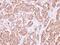 Actin Like 8 antibody, LS-C185831, Lifespan Biosciences, Immunohistochemistry paraffin image 