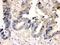 Caspase 7 antibody, PA1442, Boster Biological Technology, Immunohistochemistry paraffin image 