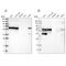 LUC7 Like 3 Pre-MRNA Splicing Factor antibody, NBP1-88052, Novus Biologicals, Western Blot image 