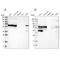 Luc7-like protein 3 antibody, NBP1-88052, Novus Biologicals, Western Blot image 