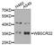 BUD23 RRNA Methyltransferase And Ribosome Maturation Factor antibody, orb373612, Biorbyt, Western Blot image 