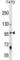 Minichromosome Maintenance 8 Homologous Recombination Repair Factor antibody, abx029507, Abbexa, Western Blot image 