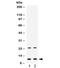 Prokineticin 1 antibody, R32231, NSJ Bioreagents, Western Blot image 