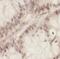 80 kDa MCM3-associated protein antibody, FNab03340, FineTest, Immunohistochemistry frozen image 