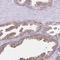 Cytochrome P450 19A1 antibody, HPA051194, Atlas Antibodies, Immunohistochemistry frozen image 
