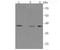 DNA Polymerase Beta antibody, A01946-2, Boster Biological Technology, Western Blot image 