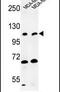 Exostosin Like Glycosyltransferase 3 antibody, PA5-26058, Invitrogen Antibodies, Western Blot image 
