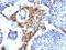 Napsin A Aspartic Peptidase antibody, orb388904, Biorbyt, Immunohistochemistry paraffin image 