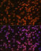 Far Upstream Element Binding Protein 1 antibody, 19-747, ProSci, Immunofluorescence image 