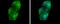 Glycerol Kinase antibody, GTX107474, GeneTex, Immunofluorescence image 