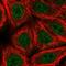 Zinc Finger Protein 789 antibody, HPA050793, Atlas Antibodies, Immunocytochemistry image 