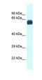 UDP-N-Acetylglucosamine Pyrophosphorylase 1 antibody, orb325404, Biorbyt, Western Blot image 