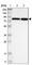 Host Cell Factor C2 antibody, HPA006227, Atlas Antibodies, Western Blot image 