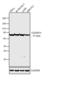 Protein Phosphatase 1 Regulatory Subunit 15A antibody, PA1-139, Invitrogen Antibodies, Western Blot image 