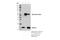 SEC61 Translocon Beta Subunit antibody, 14648S, Cell Signaling Technology, Immunoprecipitation image 