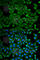 Atlastin GTPase 1 antibody, A5302, ABclonal Technology, Immunofluorescence image 