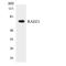 Double-strand-break repair protein rad21 homolog antibody, LS-B14690, Lifespan Biosciences, Western Blot image 