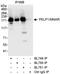 Proline, Glutamate And Leucine Rich Protein 1 antibody, A300-876A, Bethyl Labs, Immunoprecipitation image 