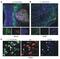 Toll Like Receptor 3 antibody, NBP2-24904, Novus Biologicals, Immunocytochemistry image 