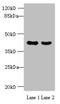 MAS1 Proto-Oncogene Like, G Protein-Coupled Receptor antibody, orb355571, Biorbyt, Western Blot image 