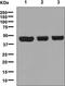 C-Terminal Binding Protein 2 antibody, ab128871, Abcam, Western Blot image 