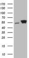 SHMT antibody, M03233, Boster Biological Technology, Western Blot image 