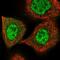 Menin 1 antibody, NBP1-90357, Novus Biologicals, Immunofluorescence image 