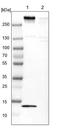 Methyl-CpG Binding Domain Protein 1 antibody, NBP1-87196, Novus Biologicals, Western Blot image 