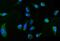 Moesin antibody, A00766-1, Boster Biological Technology, Immunofluorescence image 