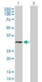 THAP Domain Containing 3 antibody, H00090326-B01P, Novus Biologicals, Western Blot image 