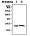 Transthyretin antibody, NBP1-40259, Novus Biologicals, Western Blot image 