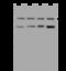 C-Terminal Src Kinase antibody, 200710-T44, Sino Biological, Western Blot image 