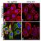 Component Of Inhibitor Of Nuclear Factor Kappa B Kinase Complex antibody, 701643, Invitrogen Antibodies, Immunofluorescence image 