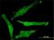 Synaptosome Associated Protein 29 antibody, H00009342-M01, Novus Biologicals, Immunocytochemistry image 