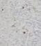 CD154 / CD40L antibody, FNab01432, FineTest, Immunohistochemistry paraffin image 