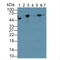 Tubulin antibody, LS-C724566, Lifespan Biosciences, Western Blot image 